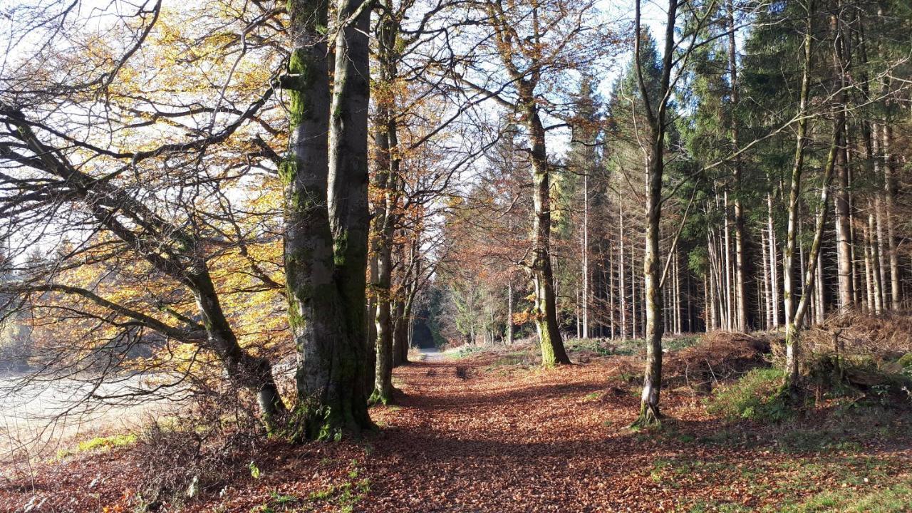 Harz Blick Appartement Braunlage Buitenkant foto